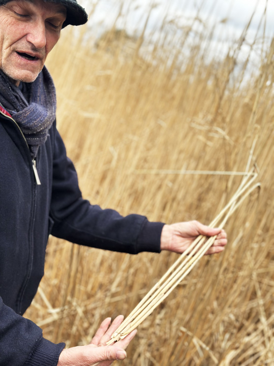 Frank Haverkamps Team erntet sein Schilf auf dem eigenen Feld.